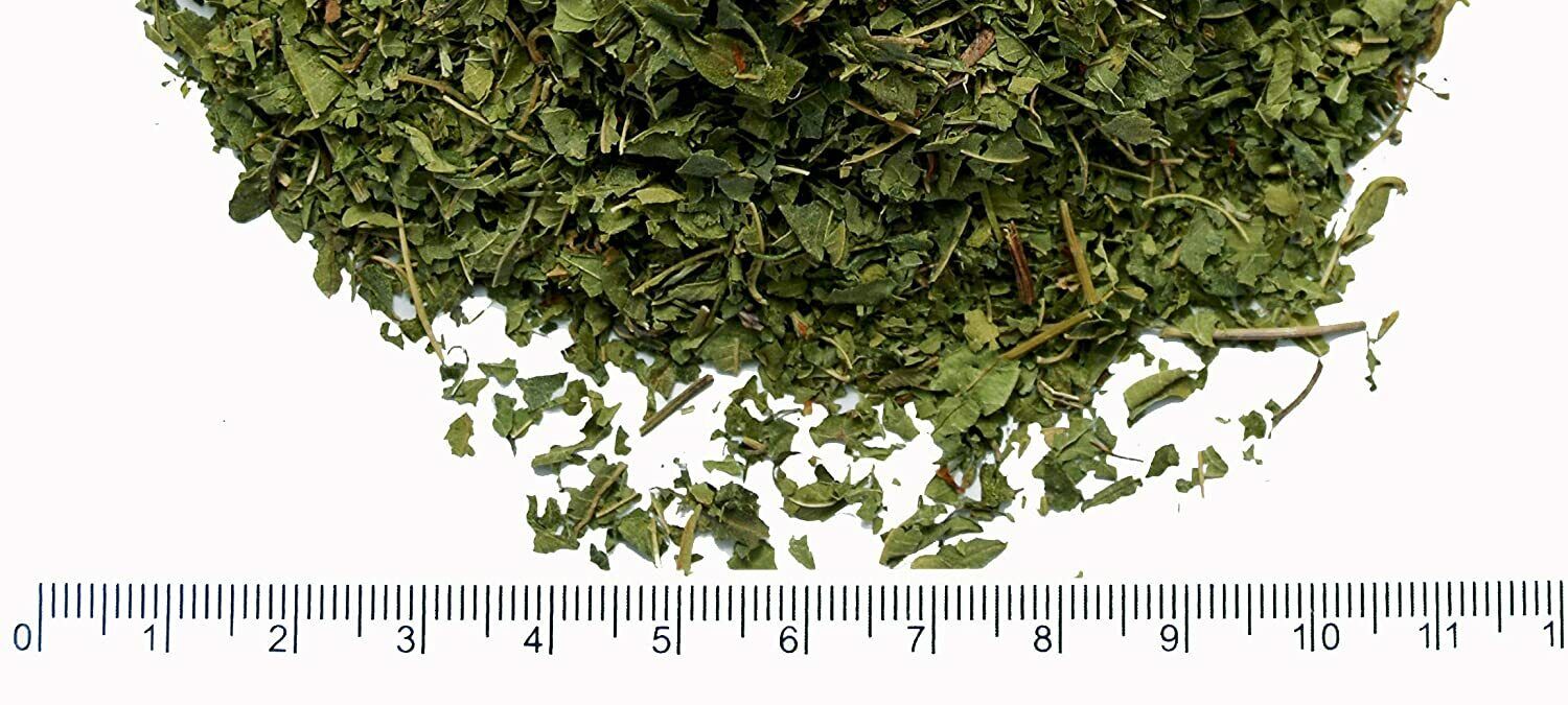 Feuilles de verveine citronnée fraîches éparpillées sur un fond blanc avec une règle pour échelle.
